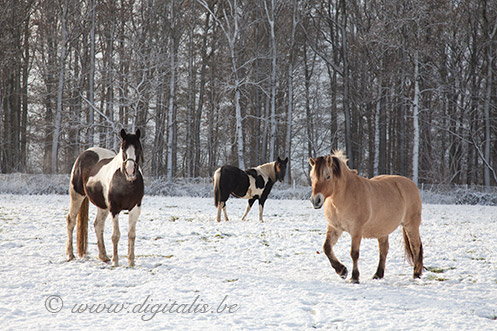 paarden in de sneeuw (winter december 2010)